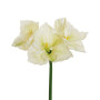 AMARYLLIS REAL TOUCH